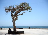 Mersin'de 50 yıllık simge ağaç birden kuruyunca ekipler harekete geçti! Verilen zarar inanılmaz, 3 kişi gözaltında