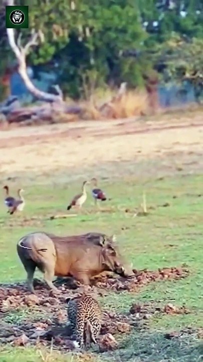 Leopard Running Away waooo