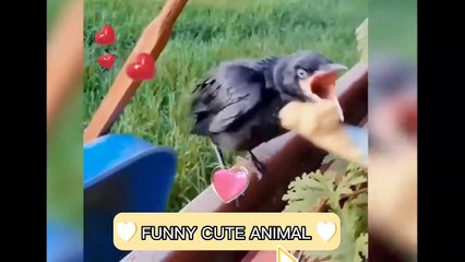 Funny Animal Videos 2022  ,cute animal  Funniest Cats And Dogs Videos  #1