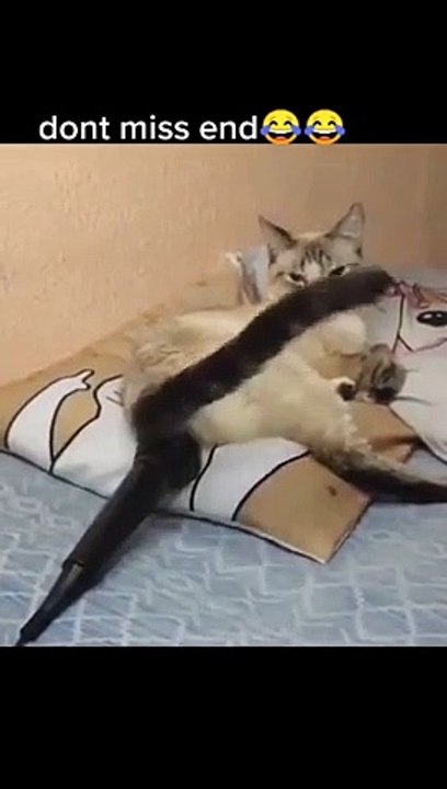 funny cat#Short