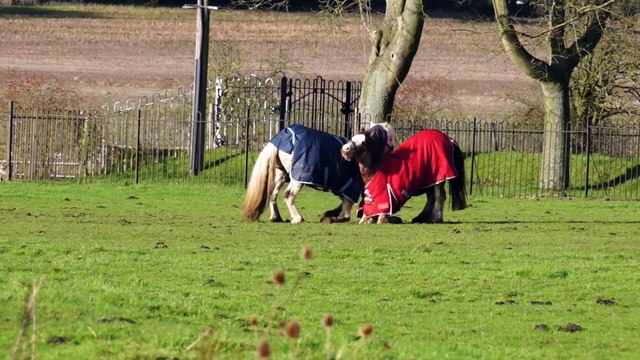 Funny Horses/Funny Horses Playing #Animals World Pro