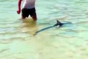 Akdeniz Zarganasını köpek balığı sanıp taşla dövdüler