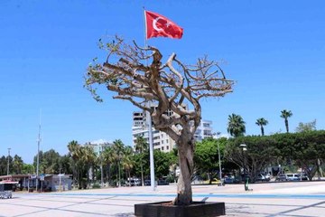 Mersin'deki asırlık ağacın zehirlenmesiyle ilgili CHP'li başkanlar gözaltında