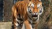 Beautiful Tigers/Cute Tigers #Animals World Pro