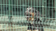 Muratpaşa Belediyesi Sokak Hayvanları İçin Çalışmalarına Devam Ediyor