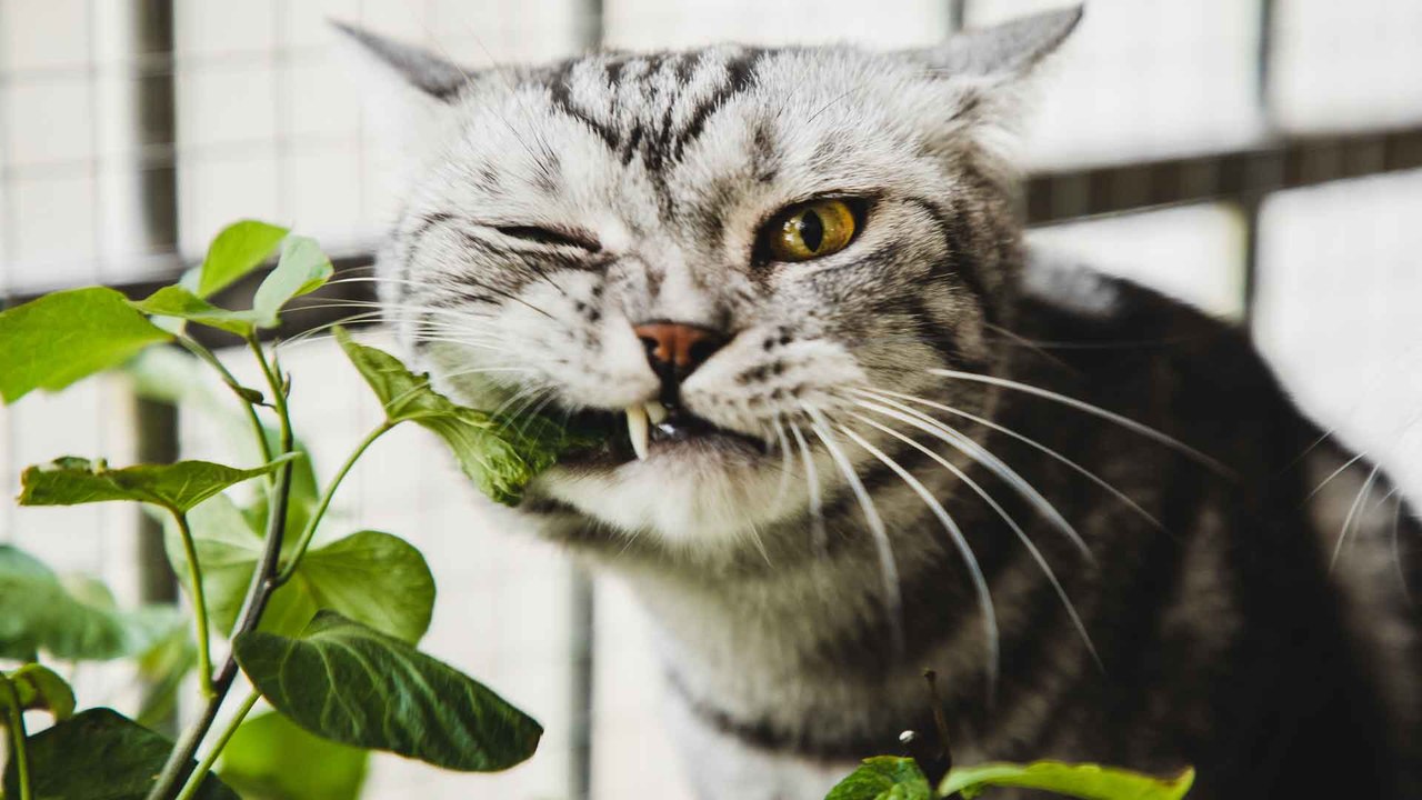 Giftige Pflanzen für Katzen: So schützt ihr eure Vierbeiner