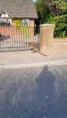 Wallaby spotted loose in Hesketh Bank, Lancashire on Monday, July 18, 2022