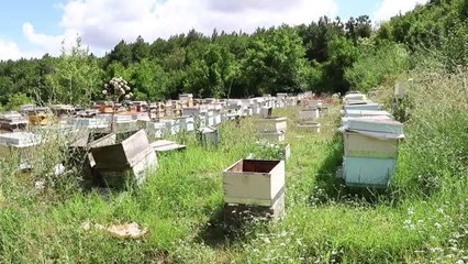 Son dakika haber... Arıcılar ilaçlamanın arıların aktif olmadığı zamanlarda yapılmasını istiyor