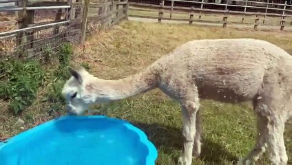 Shower time for llama