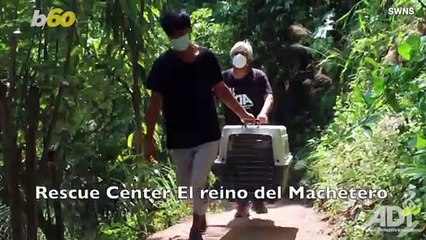 This Adorable Monkey Was Rescued in Peru