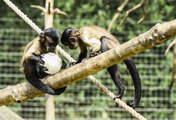 Brown Capuchin and Squirrel Monkeys cool down with icy treats at Edinburgh Zoo