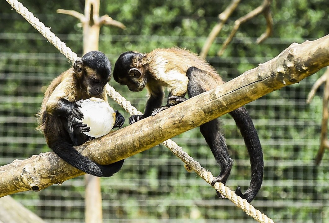 Brown Capuchin and Squirrel Monkeys cool down with icy treats at Edinburgh Zoo