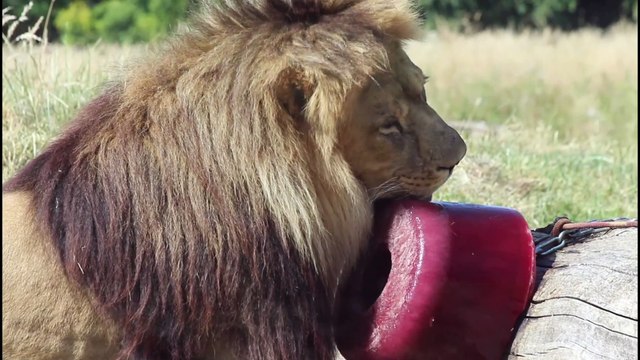 Animals at Whipsnade cool down during heatwave