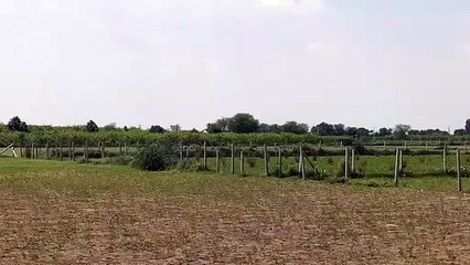 बाघ ने डाला बगीचे में डेरा