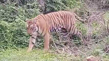 फिर से आमाघाटी की ही रानी को किया शिफ्ट