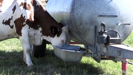 Canicule : des ventilateurs géants pour rafraîchir les vaches