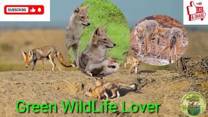 Indian fox and baby fox are playing in her mother , শেয়াল এবং শেয়ালের বাচ্চারা তার মায়ের সাথে খেলা করছে