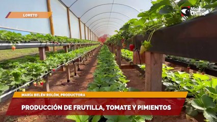 Producción de frutilla, tomate y pimientos