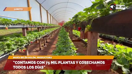"Contamos con 75 mil plantas y cosechamos todos los días"