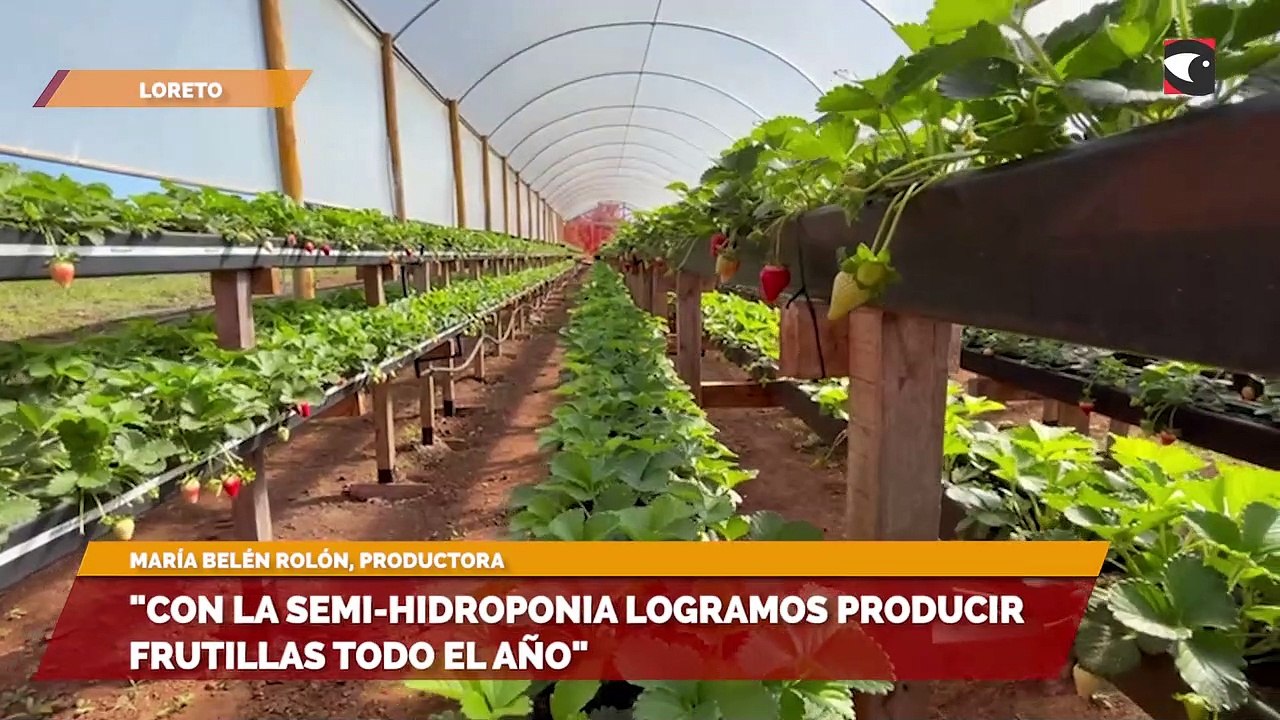 "Con la semi-hidroponia logramos producir fruti...
