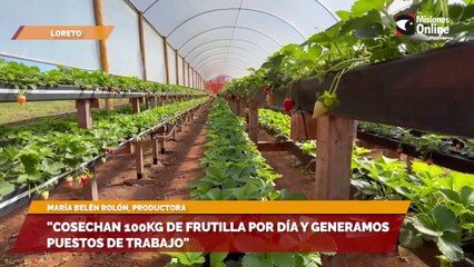 "Cosechan 100kg de frutilla por día y generamos puestos de trabajo"