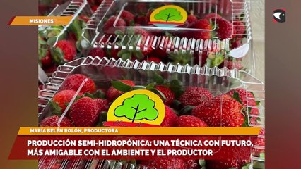 Producción semi-hidropónica: una técnica con futuro, más amigable con el ambiente y el productor