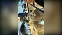 Cat Can Understand Whatever People Say - Pets Lover
