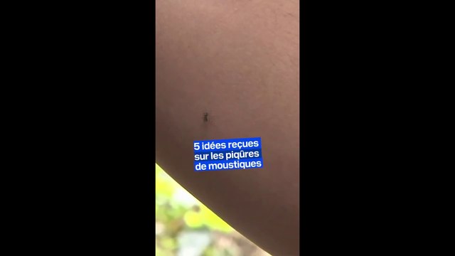 Cinq idées reçues sur les piqûres de moustiques