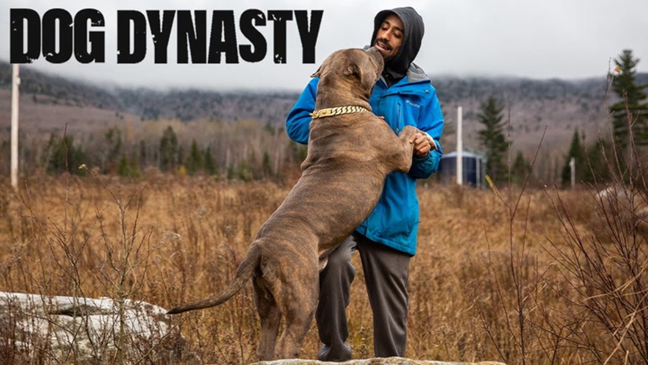 All Dogs Go To Heaven | DOG DYNASTY