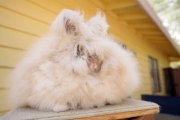 Record Breaking Rabbits: Angora Bunnies Get Blow-Dried