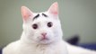 Raising Eyebrows: Cute Cat Becomes Viral Sensation