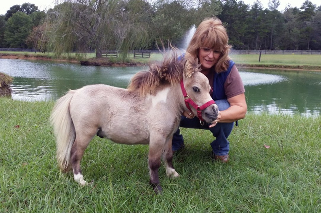 Miniature Horse Is Becoming An Internet Star