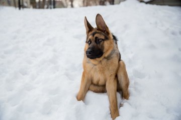 Quasi The Hunchback Hound