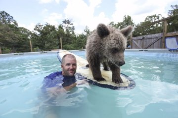 Cute Baby Bear Rides Surfboard