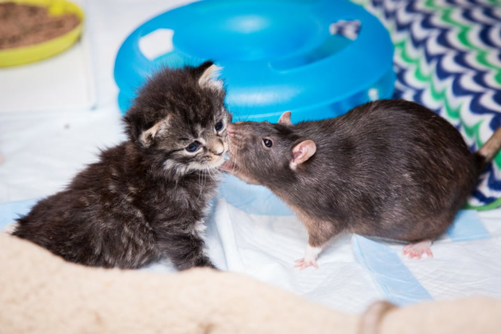 ⁣Brooklyn Cat Cafe Employs Rats To Care For Kittens | CUTE AS FLUFF