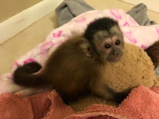 My Therapy Monkey Saved My Life | CUTE AS FLUFF