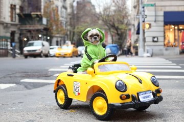 New York Dog Has $1,500 Luxury Car Collection: CUTE AS FLUFF