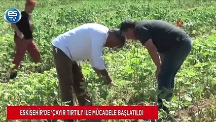 Eskişehir’de ‘Çayır Tırtılı’ ile mücadele başlatıldı