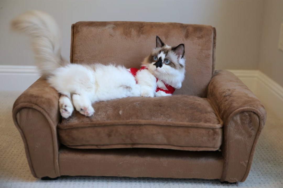 Tabby Potter: Munchkin Moggy Becomes Online Celebrity