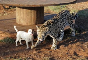 Cute Dog And Jaguar Are Best Friends. I CUTE AS FLUFF