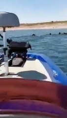 Javalis vão para a  Barragem de Alqueva durante a onda de calor para se refrescarem.