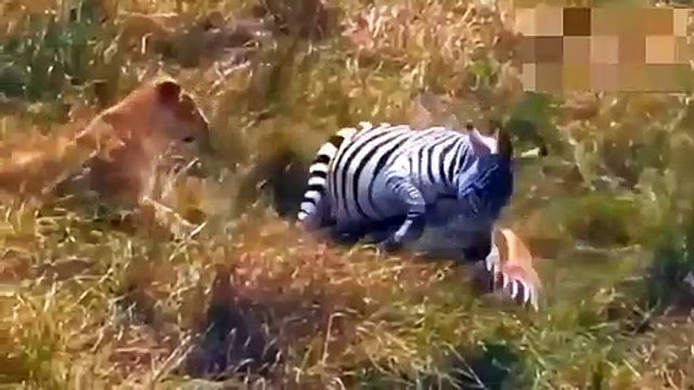 Animal attack ►Lions Attack Zebras, Giraffes, Honey Badgers, Wild Boars, Buffalo And Other Animals