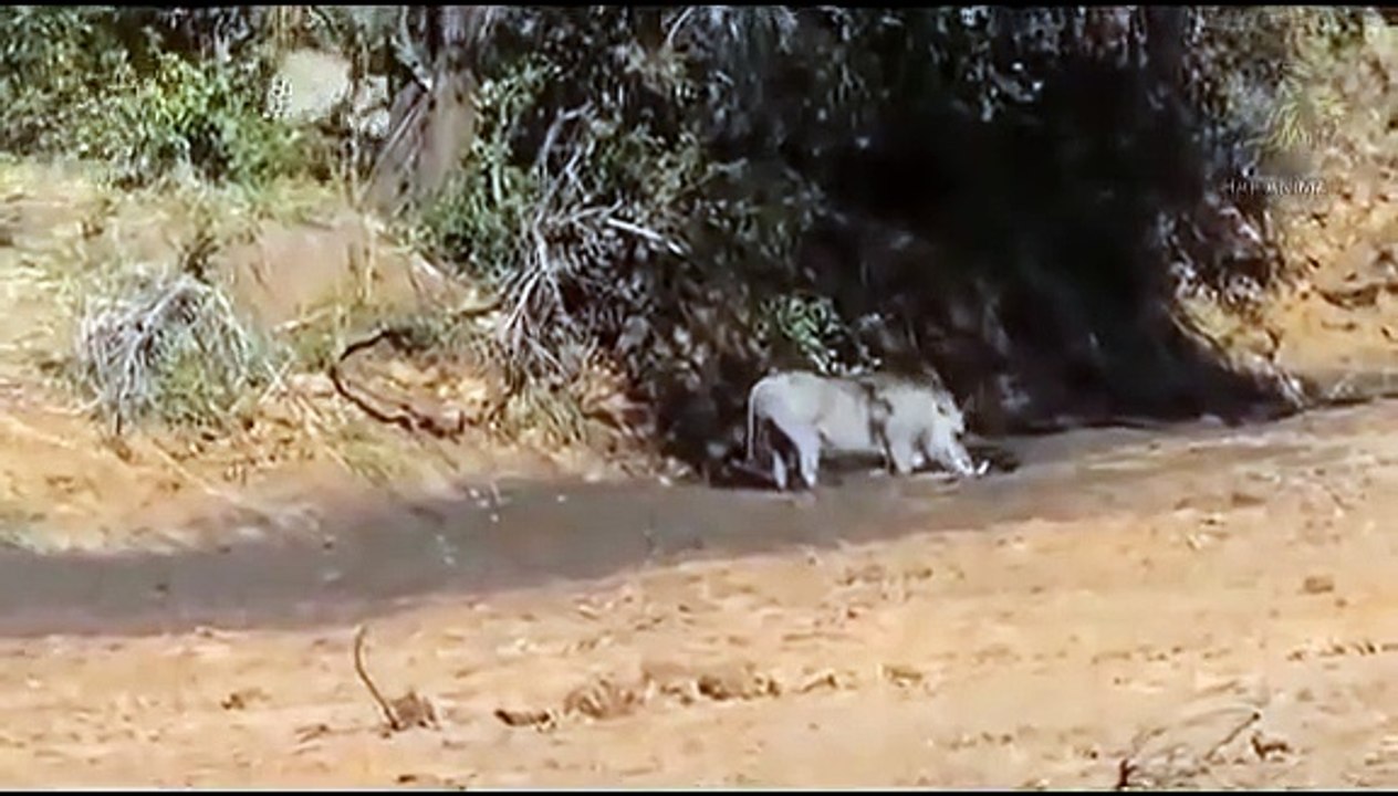 Pig Vs Lion ►Wild Boar Attacks Lions And Leopards ►Antelope, Crocodile, Rhinoceros, Wild dog war