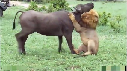 LION VS GIRAFFE ► Brave Giraffe Kick Five Lion To Save Baby ► Crocodile Vs Lion, Leopard, Antelope