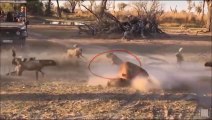 Big Battle Of Wild Dogs vs Lion ►Wild Dog Vs Wild Buffalo ►Jaguar & Wild Dog Fighting For Prey