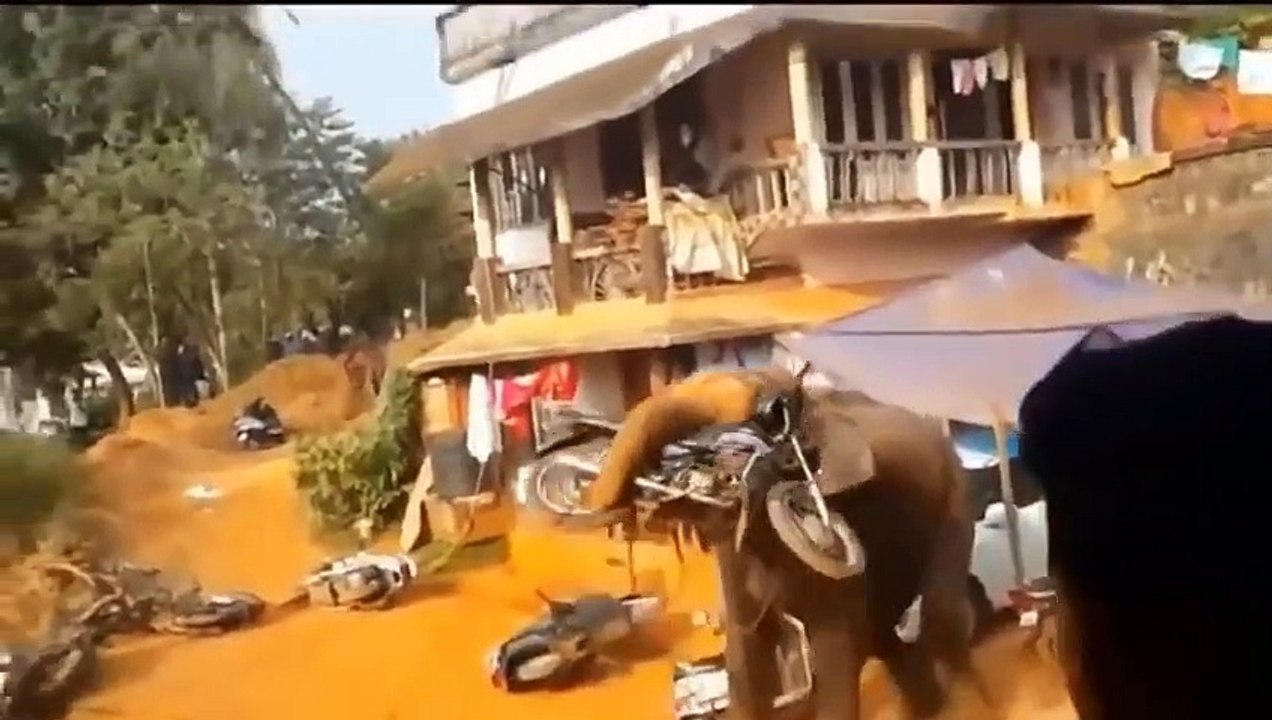 ELEPHANT - When The Largest Animal On Earth Going Mad, Butting And Attack Everything - Lion, Car ...