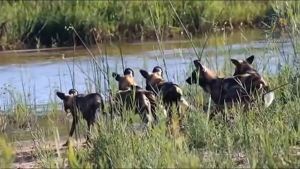 Antelope Vs Leopard ►Wilderness Battle ►Wild Dog Attack on Wildebeest