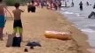 Des ours se baignent sur une plage pleine de touristes