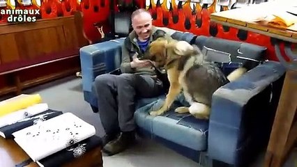 Chiens heureux de voir Propriétaires Retour Accueil 2014 NEW HD