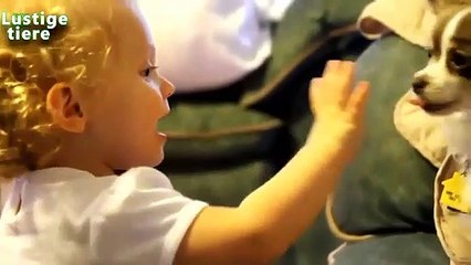 Chiens donnant baiser mignon les bébés 2014 [HD video]
